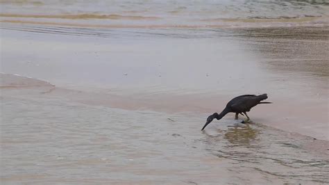 Great Black Water Bird Heron Stork Fishing Walking Water Thailand