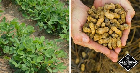 7 Gardening Tips For Growing Organic Peanuts Gardening Channel