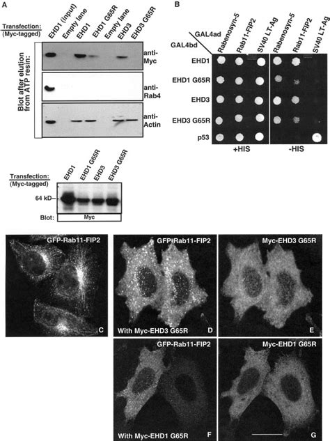 Ehd Binds Atp And Nucleotide Binding Regulates Rab Fip Association