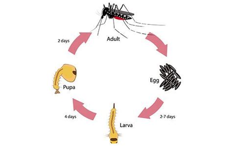 Dengue Mosquito Life Cycle