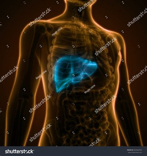 Human Body Organs Anatomy Liver 3d 스톡 일러스트 669464455 Shutterstock