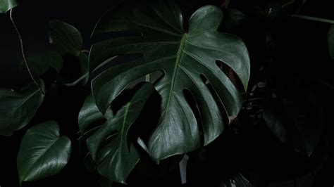 Monstera Deliciosa, Monstera Leaf HD wallpaper | Pxfuel