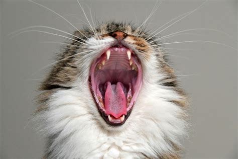 Yawning Cat · Free Stock Photo