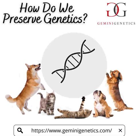 Cell Culture At Gemini Genetics Gemini Genetics