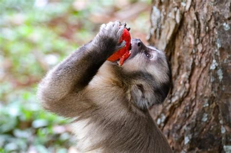 Premium Photo | A monkey eating a fruit