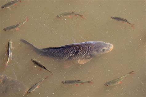 How To Start Polyculture Fish Farming In India Composite Fish Culture