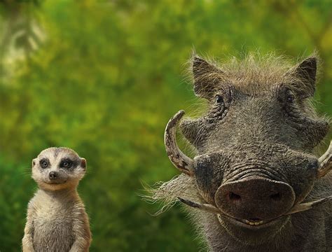 Timon And Pumbaa Movies Tim N Hd Wallpaper Pxfuel