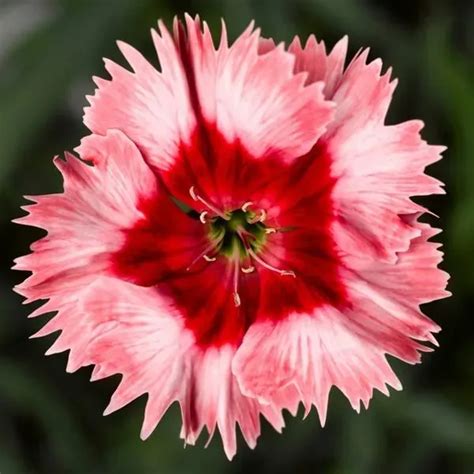 Plant Care and Information About Dianthus Chinensis