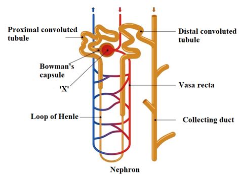 Describe the structure and function of Nephron Draw the labelled diagram