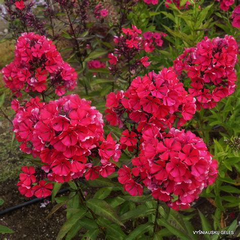 Phlox P Starfire P13 Kellys Nursery