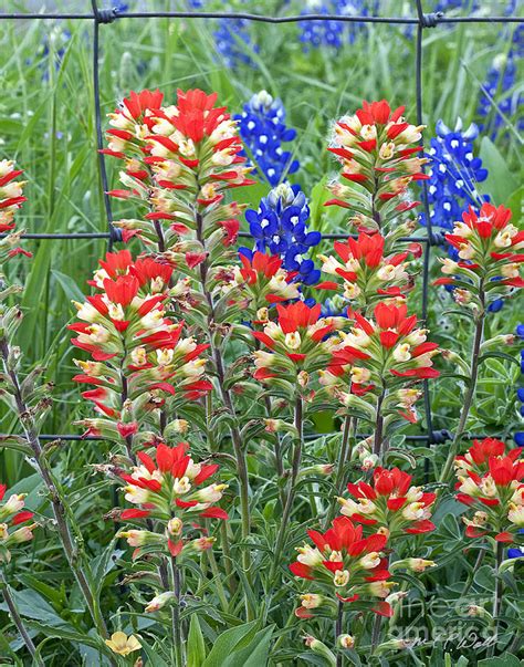 Indian Paintbrush And Bluebonnets Photograph By Michael Waller Pixels