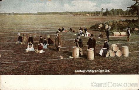 Cranberry Picking On Cape Cod Massachusetts