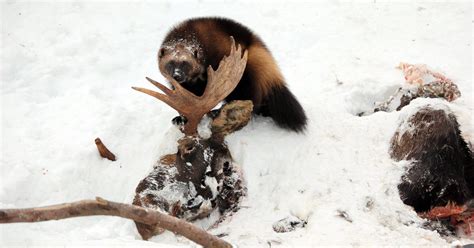 Wolverine: Chasing the Phantom | Photo Gallery | Nature | PBS