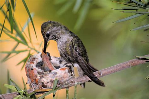 How to Identify a Bird Nest