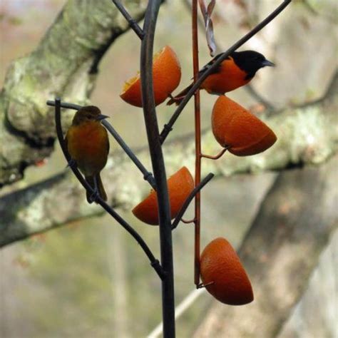 Оригинальные кормушки / Я - суперпупер