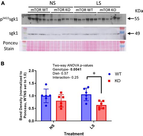 Frontiers Selective Deletion Of The Mechanistic Target Of Rapamycin