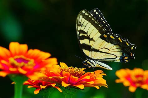 Picture Of Black And Yellow Swallowtail Butterfly Resting On A Zinnia Flower Free Photos Uihere