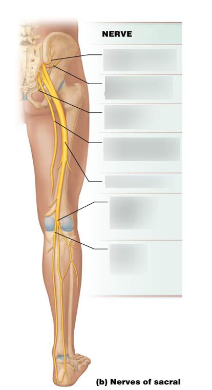 Bsc Lab Exam Sacral Plexus Diagram Quizlet