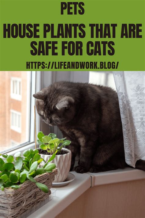 Houseplants Safe For Cats Artofit