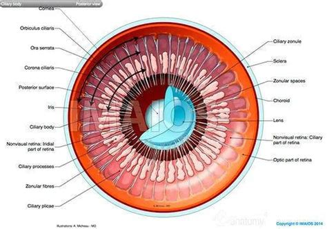 Pictures Of Ciliary Body | Healthiack