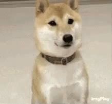 Dog Agree GIF - Dog Agree Yes - Discover & Share GIFs