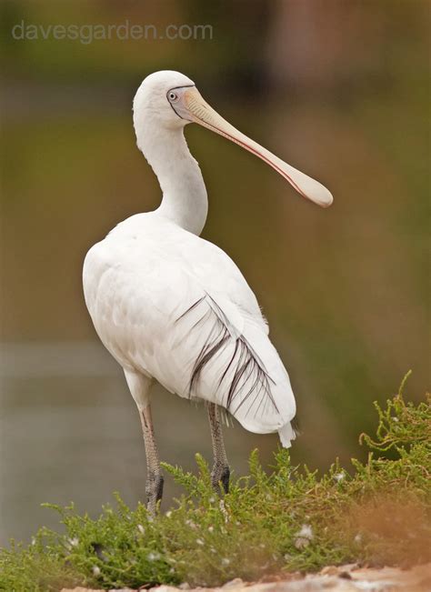 Bird Pictures Yellow Billed Spoonbill Platalea Flavipes By Kell