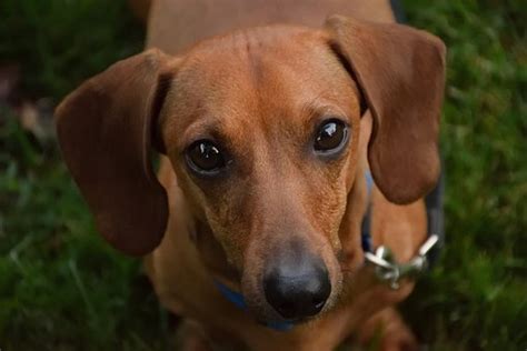 Dachshund Images · Pixabay · Download Free Pictures