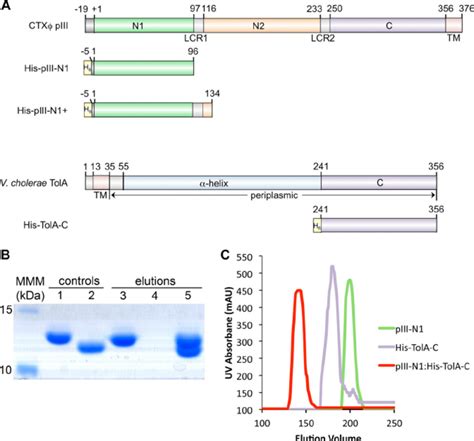 Schematic Of The CTX PIII And V Cholerae TolA Constructs And