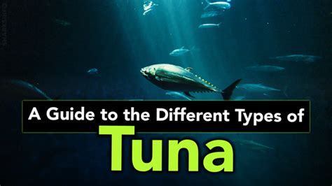 A Guide to the Different Types of Tuna – sharksinfo.com