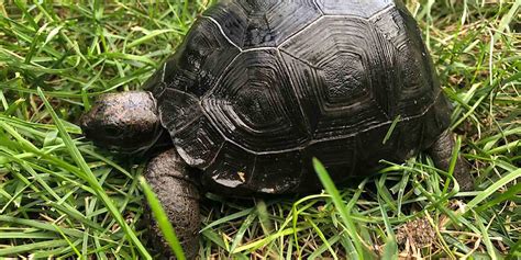 Baby Aldabra Giant Tortoise