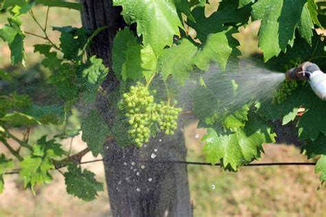 protecting  vineyard vineyard magazine