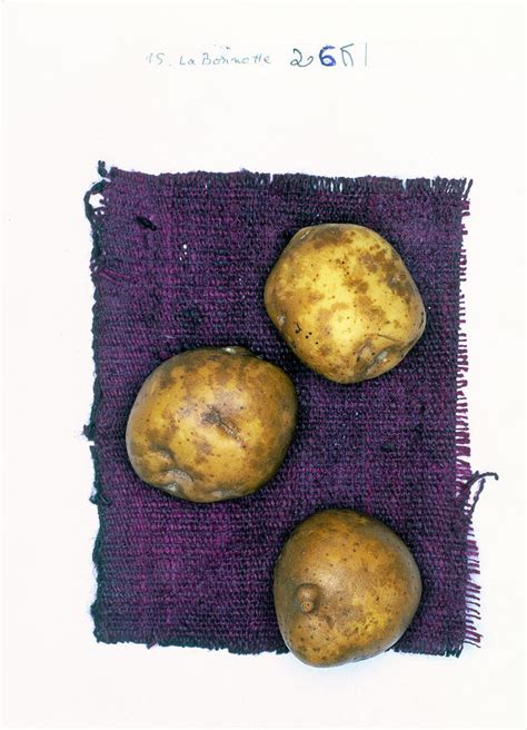 La Bonnotte Organic Potatoes On White Background Photograph By Jalag