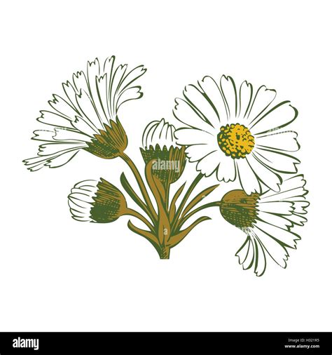 Hand Drawn Colorful Bouquet Of Chamomile Flowers Isolated On White