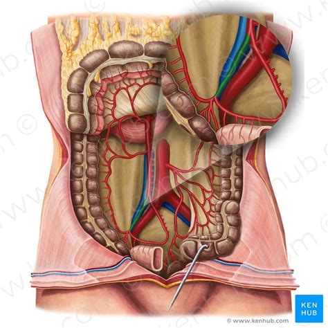 Ileocolic artery: Anatomy, branches, supply | Kenhub