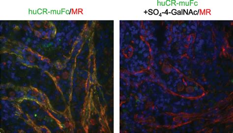 Mr And Cr Ligands Colocalise In Venous Sinuses Of Splenic Red Pulp