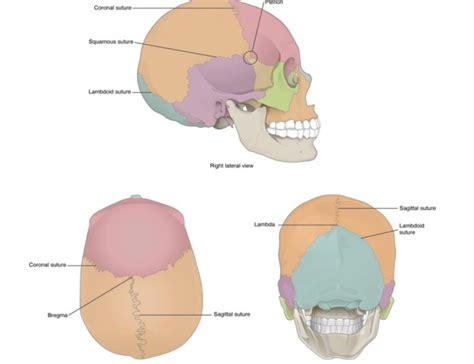 Adult Skull Cranial Sutures Diagram Quizlet