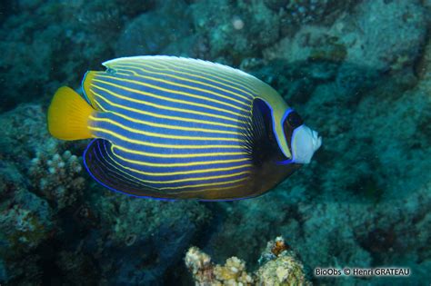 Poisson Ange Empereur Pomacanthus Imperator Bioobs