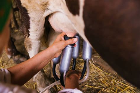 Tipos De Ordenha Manejo De Animais Na Ordenha Da Vaca Leiteira Agro