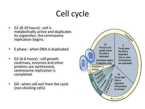 Ppt Embryology 2 Powerpoint Presentation Free Download Id3468821