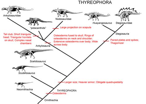 Thyreophora - Alchetron, The Free Social Encyclopedia