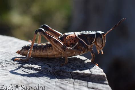 Plains Lubber Grasshopper Brachystola Magna Acrididae Flickr