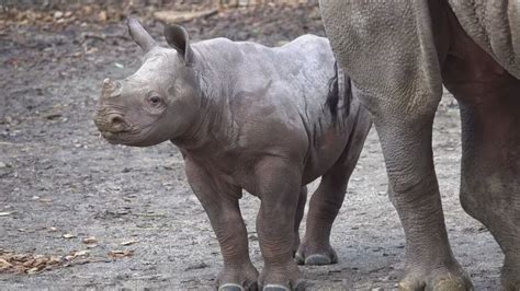 'It's a boy!' Oregon Zoo announces gender of baby Eastern black rhinoceros