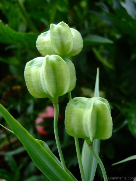 Picture Of Fritillaria Pallidiflora Desi Comments