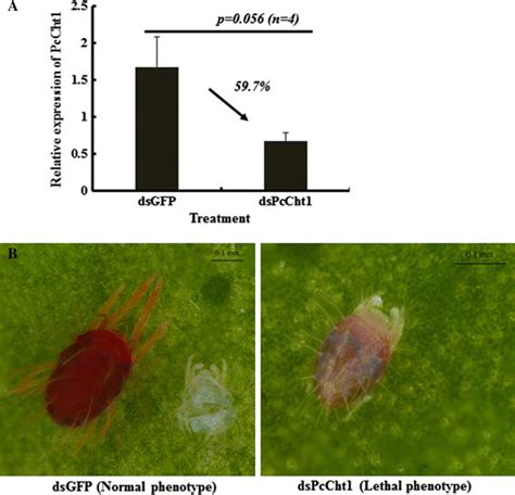 Relative Expression Level Of Pccht1 A And Phenotypes B Of Download Scientific Diagram