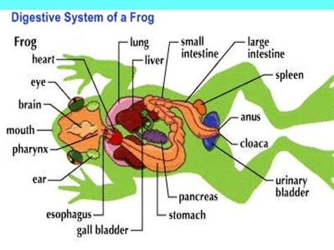 Frog anatomy