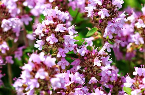 Creeping Thyme Seeds Care And Growing Guide