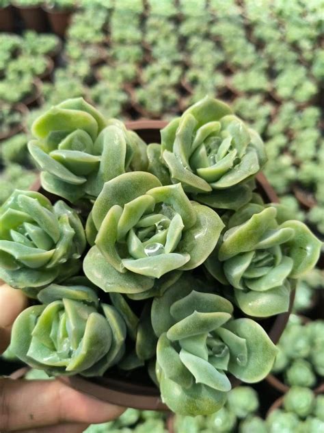 Echeveria 'lovely Rose' Cluster Import Rare Live - Etsy
