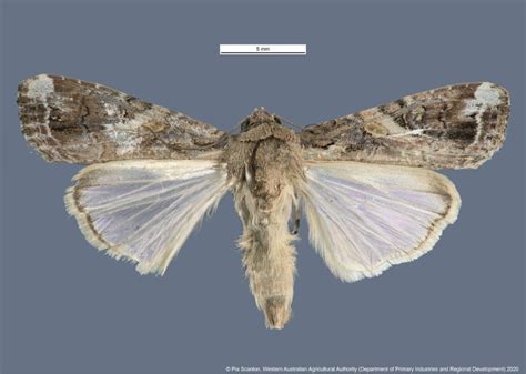 Battling The Fall Armyworm Madec Australia