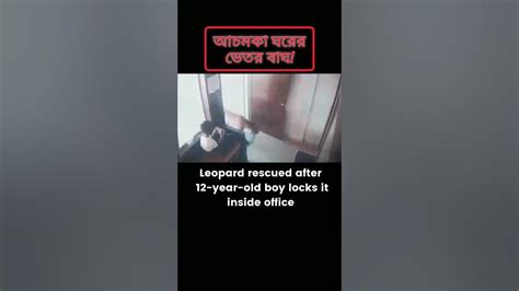 Leopard আচমকা ঘরের ভেতর বাঘ ১২ বছরের বাচ্চা নিজের বুদ্ধিমত্তার সাথে