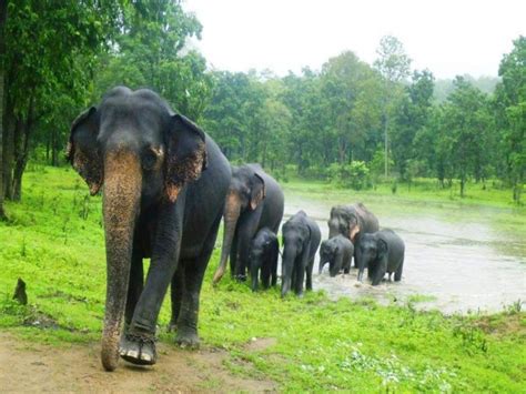 चिडलेले हत्ती जेव्हा धुमाकूळ घालत माणसांच्या जीवावर उठतात Marathi